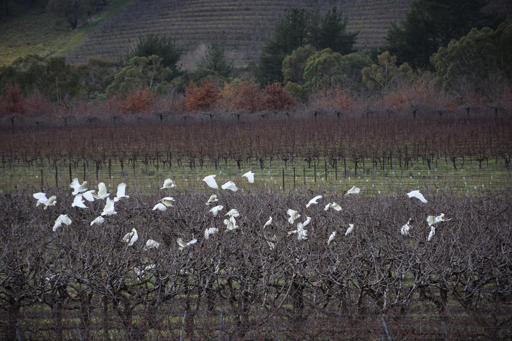 Borrodell Vineyard Ξενοδοχείο Orange Εξωτερικό φωτογραφία