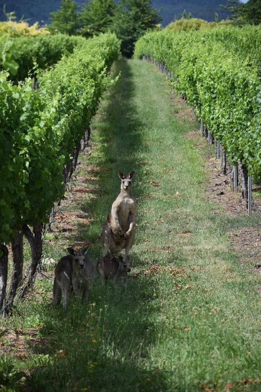 Borrodell Vineyard Ξενοδοχείο Orange Εξωτερικό φωτογραφία